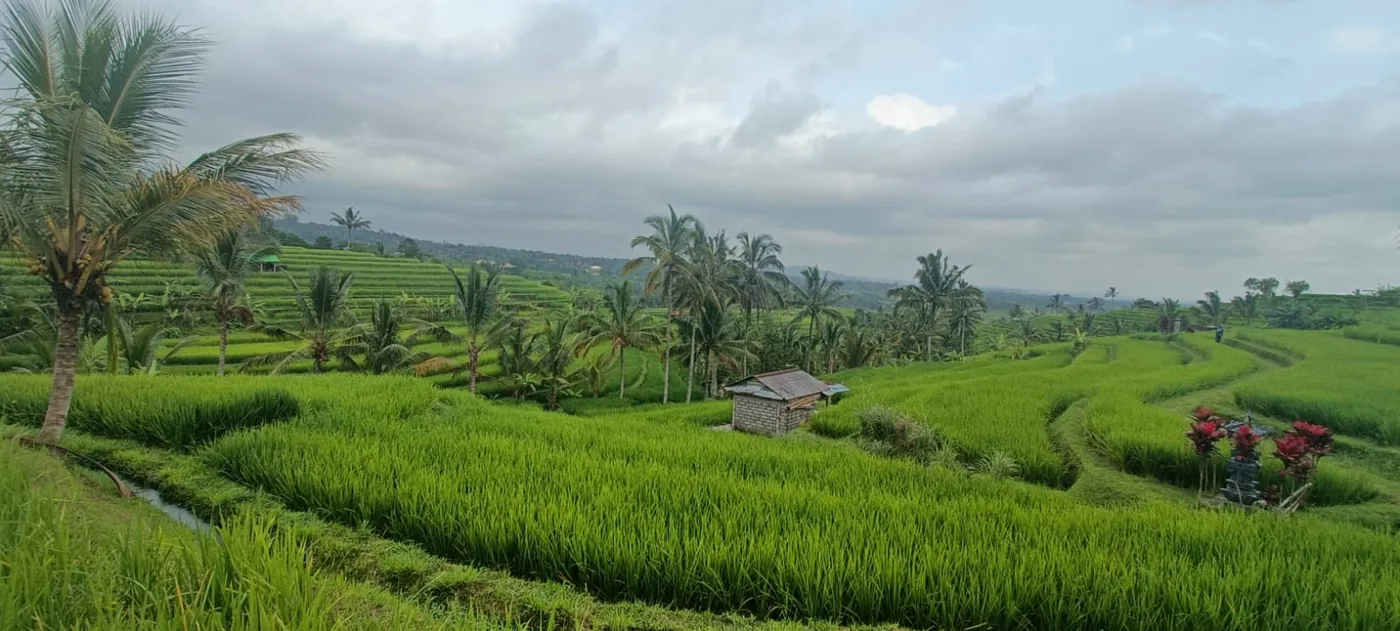 Rizières en terrasses à Bali, en Indonésie