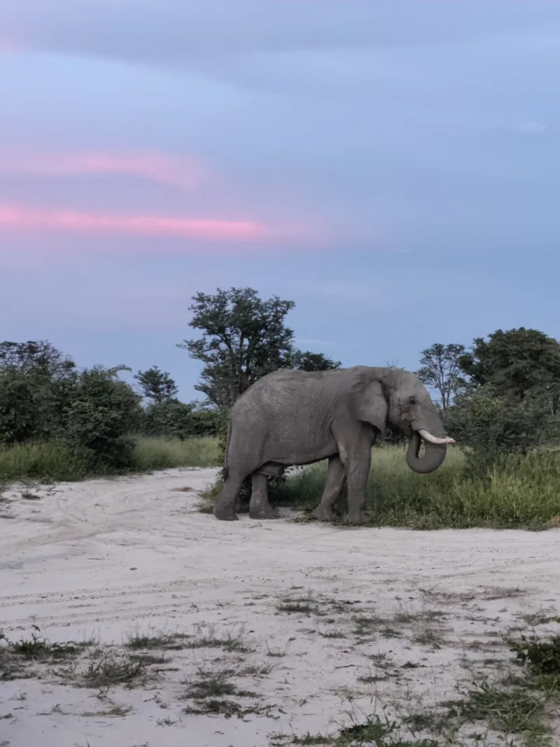 Un éléphant au crépuscule, dans la savane africaine