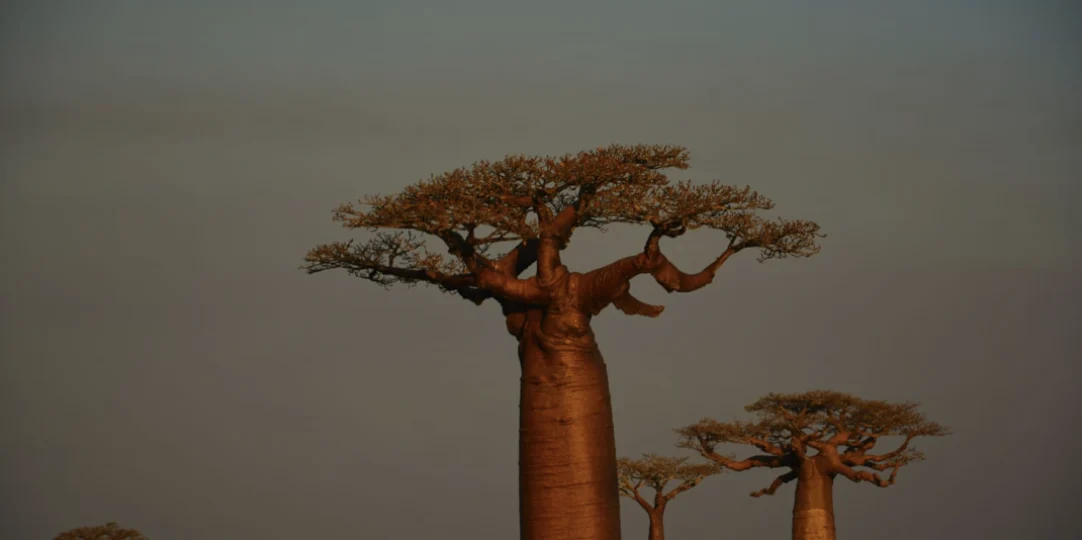 L'allée des baobabs au coucher du soleil, à Madagascar